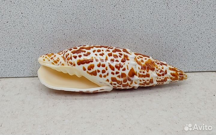 Митра Папалис 12 морская ракушка раковина