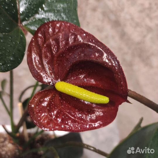 Антуриум Джамбо блэк (Jambo black)