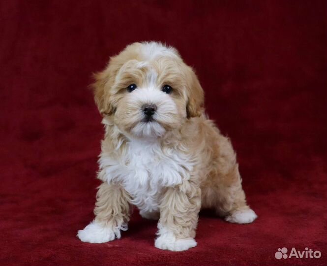 Мини мальтипу Ф1 мальчики и девочки