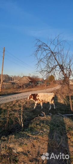 Продам Быков и Телок, порода Сментал