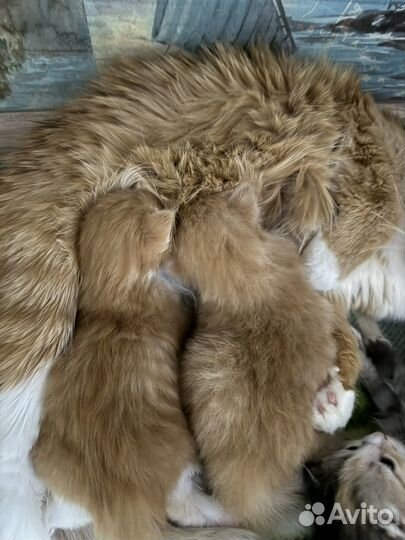 Сибирские рыжие котята