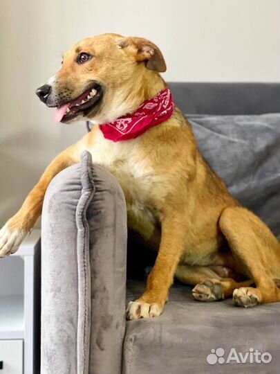 Собака улыбака в дар