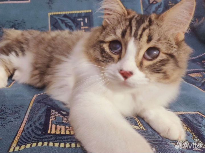 Котик Тихон