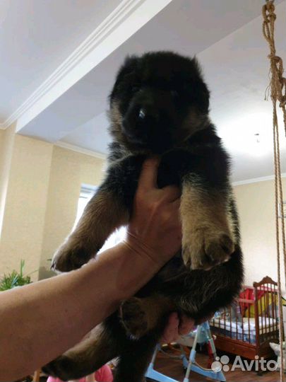 Вязка кобель немецкая овчарка