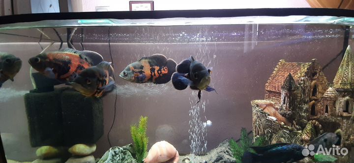 Аквариумные рыбы