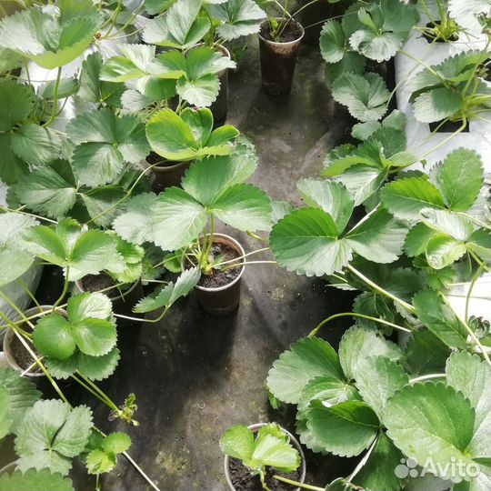 Рассада клубники альбион