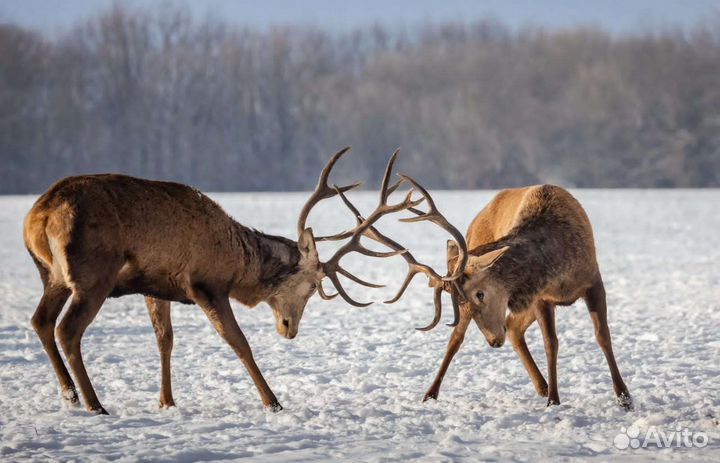 Продам охотохозяйство