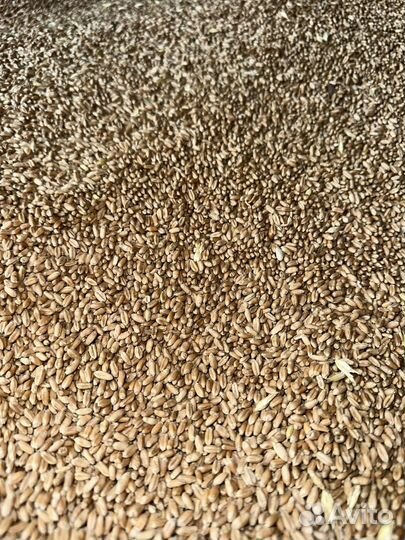 Пшеница 3 класс оптом