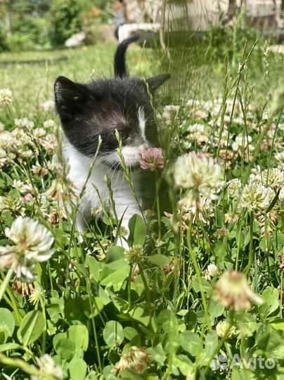 Котенок с приданым в добрые руки