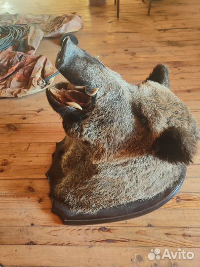 Чучело головы кабана