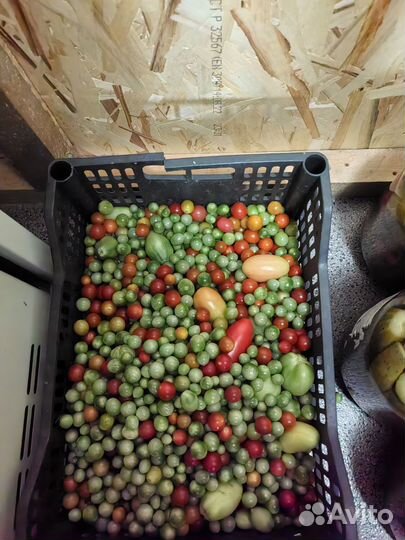 Помидоры домашние