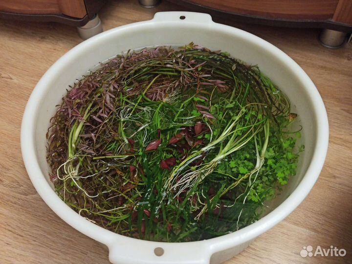 Аквариумные растения