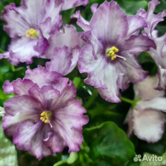 Сортовые фиалки