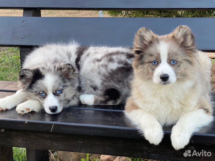 Щенки помски 