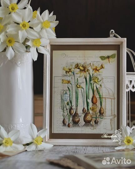 Комплект иллюстрации Нарциссы и мускари