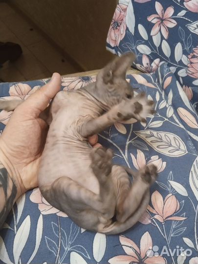 Котята сфинкс