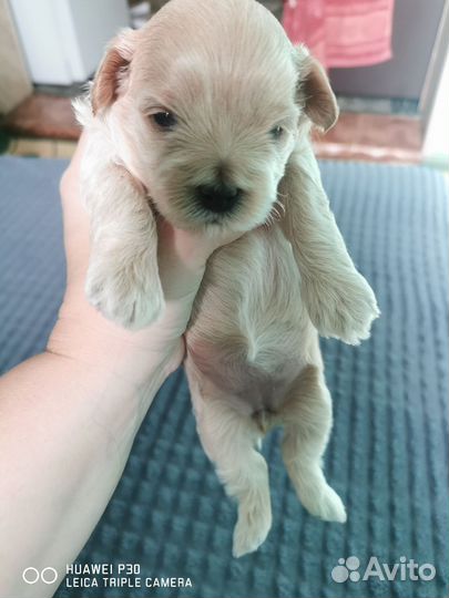 Собаки щенки