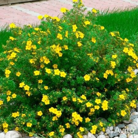 Декоративные деревья и кустарники