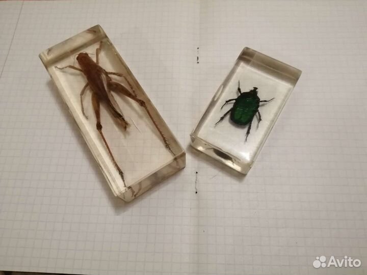 Насекомые в смоле