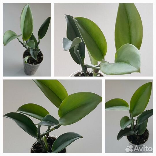 Филодендроны, сциндапсусы с доставкой