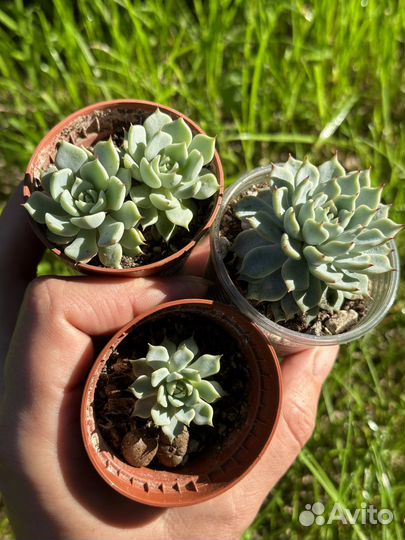 Суккуленты