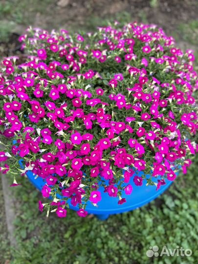 Петуния в кашпо