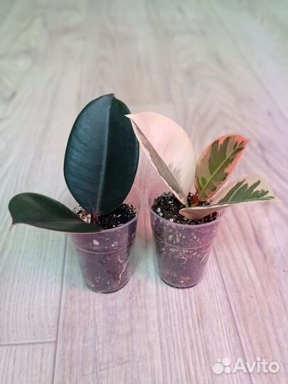 Фикус Абиджан и Тинеке