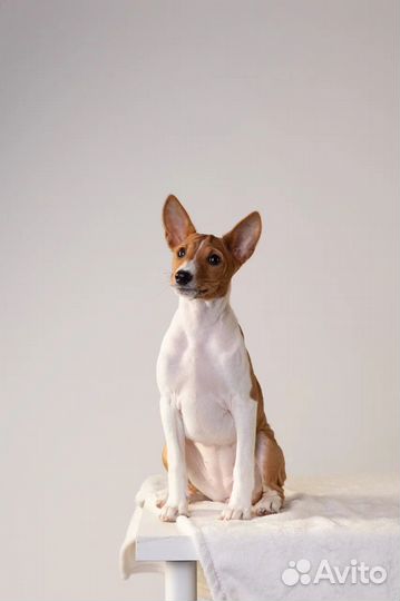 Шикарная девочка басенджи