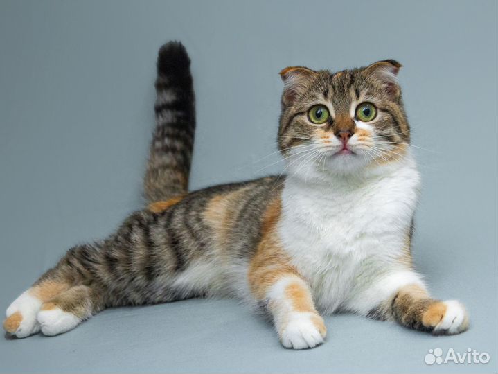 Котёнок-девочка Лёля вислоушка