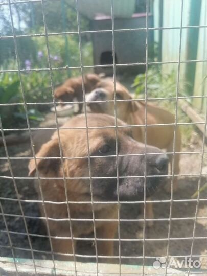 Собака в добрые руки отдам бесплатно