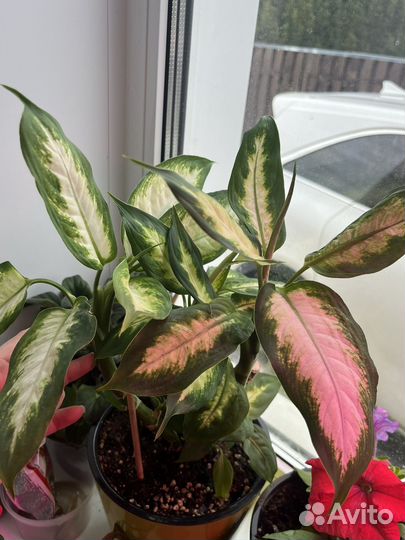 Диффенбахия камилла