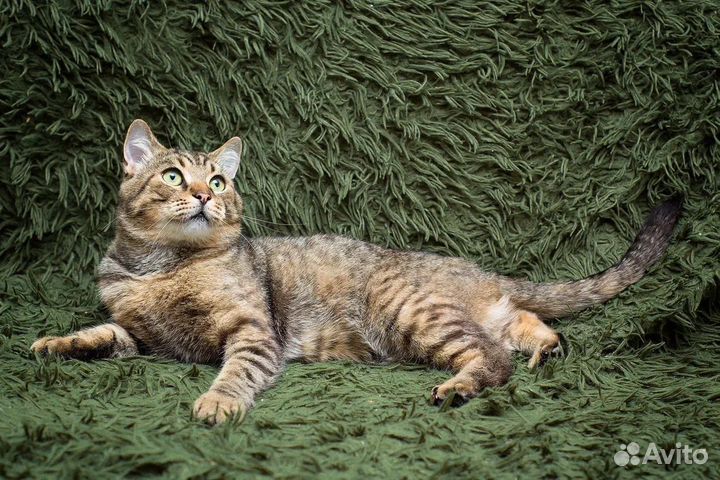 Кот -Барон ищет дом в дар в добрые руки