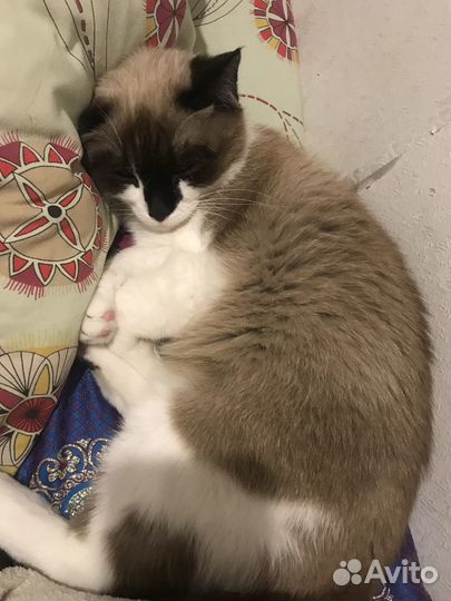 Отдам самого милого кота в добрые руки