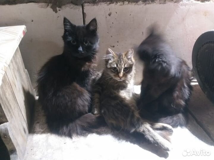 Котята в добрые руки