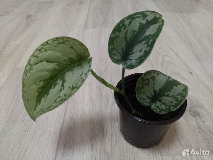 Сциндапсус Пиктус Трейби