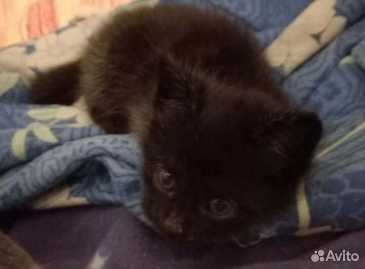 Черный котик Яша в добрые руки