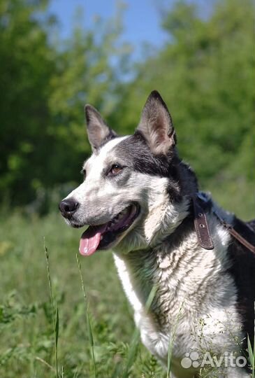 Небольшая, чудесная собачка Нора в поисках дома