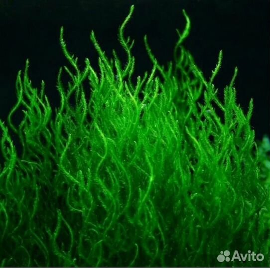 Мох Пламя для аквариума