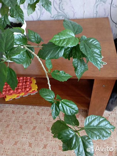 Китайская роза