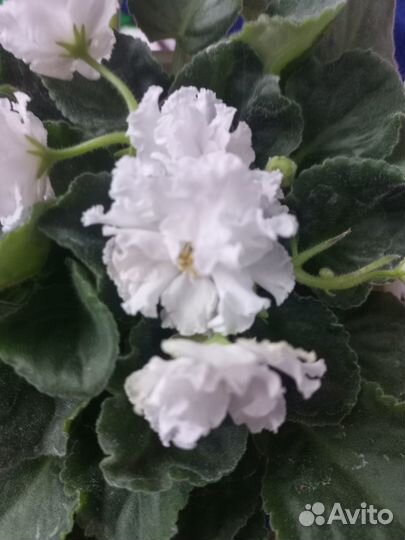 Фиалка белая