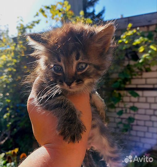 Кошка в дар бесплатно