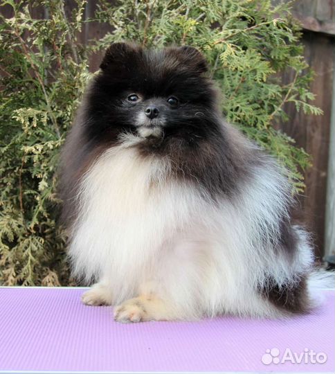 Померанский шпиц, крошечный мальчик