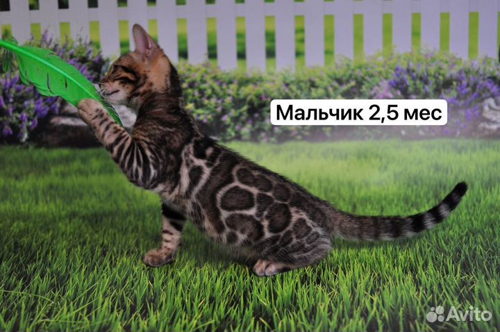 Бенгальские котята