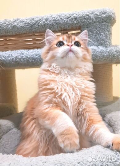 Мальчик золотой