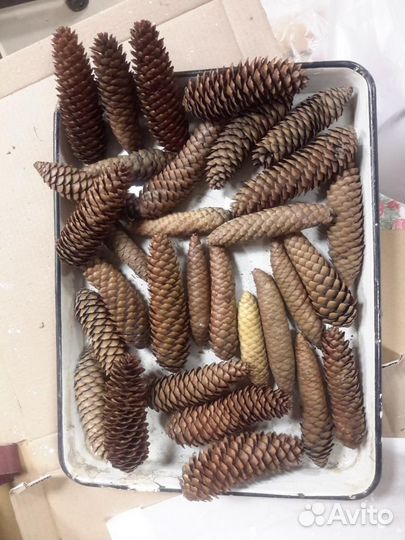 Шишка сосновая еловая декор