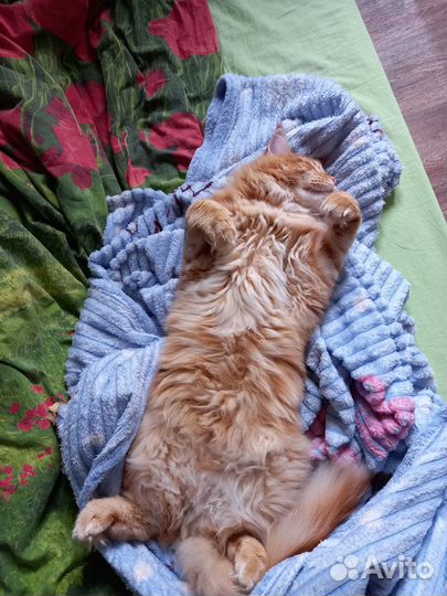 Кот мейн-кун