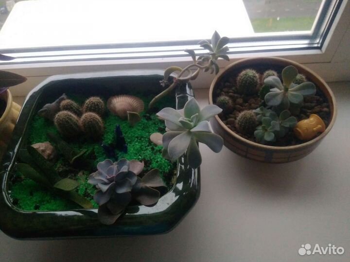 Горшки для цветов и растения