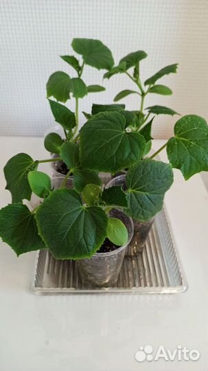 Рассада огурцов