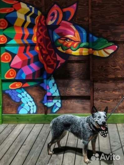 Вся правда об Австралийском хилере