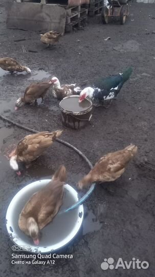 Мускусные утки индоутки индоутята